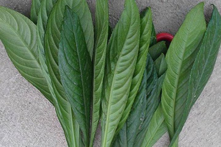 6 tác dụng không ngờ của lá xương sông