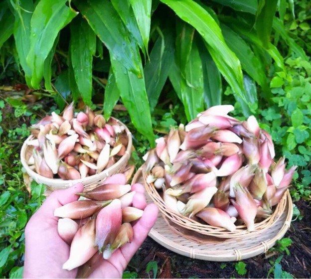 Nụ hoa và chồi gừng Myoga.