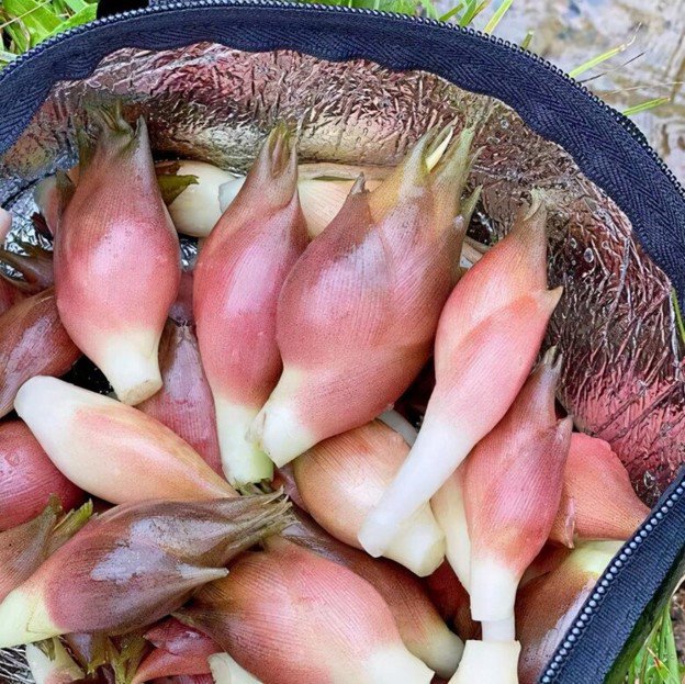 Trong khi người Nhật đánh giá cao loại rau này, coi nó là "nhân sâm châu Á" thì ở Trung Quốc trồng nhiều, giá rẻ.