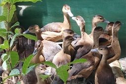 Thị trường - Tiêu dùng - Loài chim trời lạ đời nuôi 3 tháng xuất bán, thịt vừa đắt vừa hiếm, nhiều người "đổi đời"