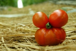 Tin tức sức khỏe - 3 loại quả màu đỏ “bổ tựa nhân sâm” cực tốt cho phổi nhưng nhiều người ngó lơ!