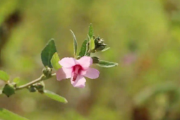 Loài cây "đáng ghét" trong mắt nông dân, nước ngoài bán nửa triệu/kg