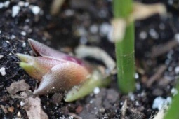 Loại rau mọc hoang ở rừng nhưng được coi là "nhân sâm châu Á"