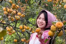 Du lịch - Mộc Châu mùa hồng chín, ai đến cũng ngẩn ngơ