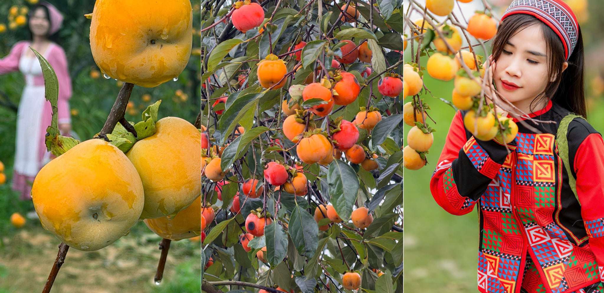 Mộc Châu mùa hồng chín, ai đến cũng ngẩn ngơ - 2