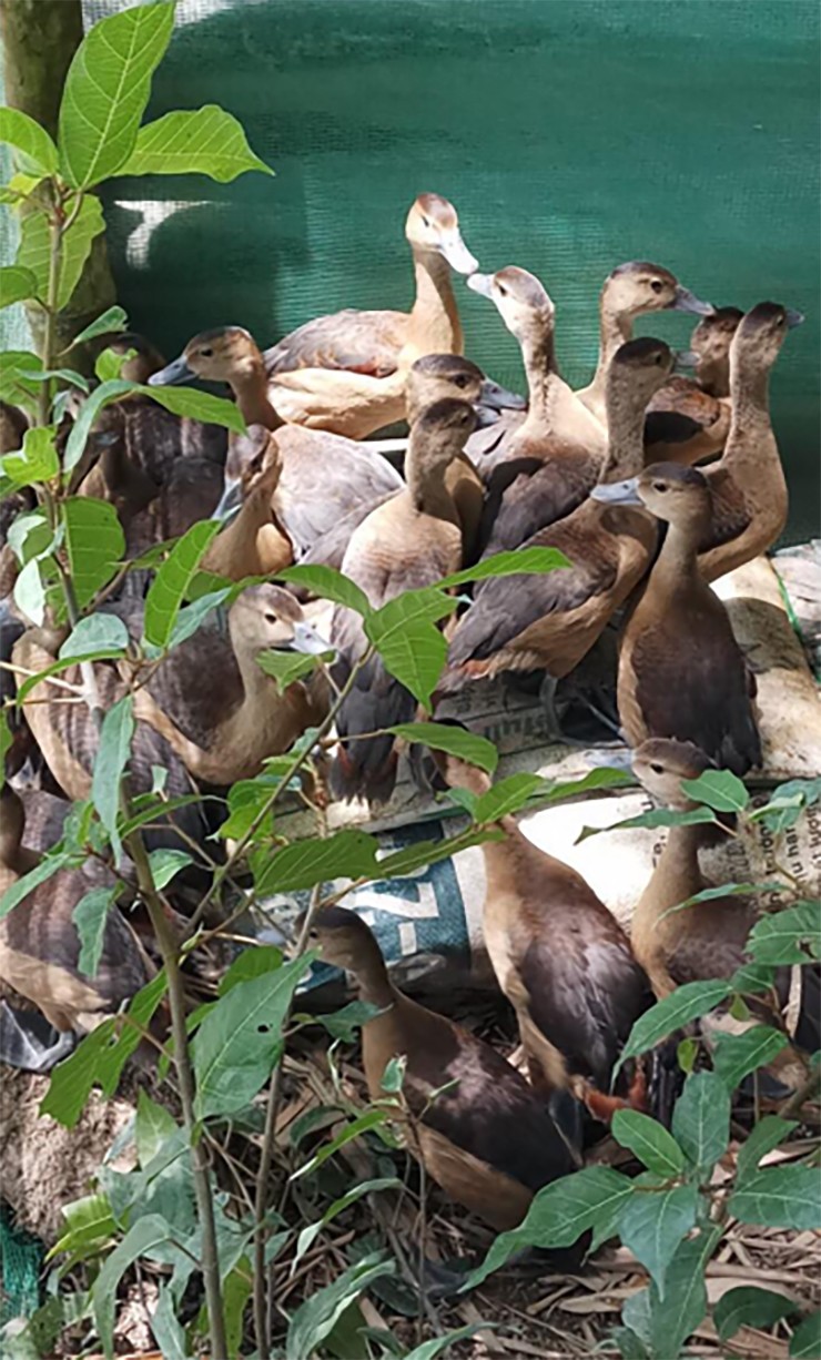 Mấy năm gần đây, nhờ mô hình nuôi chim le le, nhiều người có nguồn thu nhập ổn định nhờ bán trứng, con giống, thịt thương phẩm.
