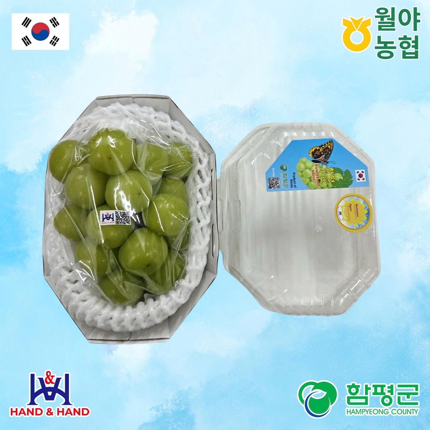 Nho mẫu đơn Hampyeong – Hương vị ngọt thanh từ vùng biển và gió Hàn Quốc - 4