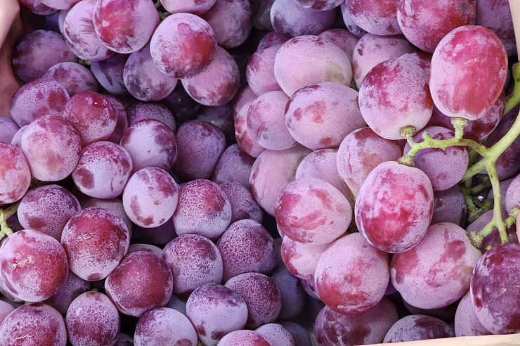 Rẻ nhất tại chợ Việt, nho đỏ có hạt nhập từ Trung Quốc chỉ 15.500 đồng/kg. Ảnh: NVCC