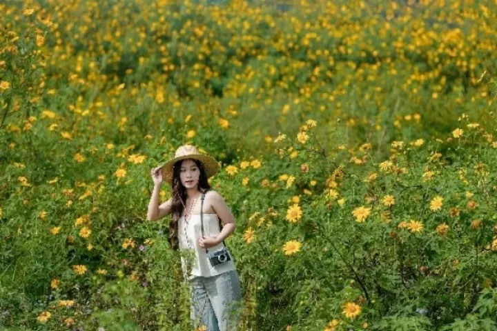 Sân bay cũ Cam Ly điểm đến tuyệt vời ngắm mùa dã quỳ Đà Lạt