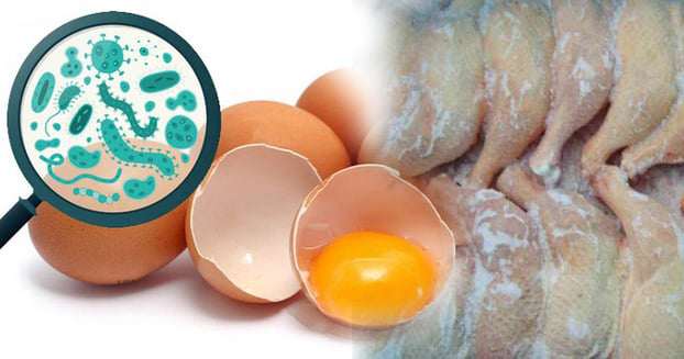 Rất khó nhận biết thực phẩm bị nhiễm Salmonella.