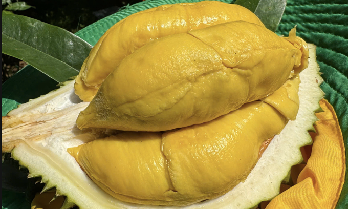 Sầu riêng tại nhà vườn ở Cần Thơ. Ảnh: Mạnh Khương