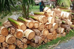 Thị trường - Tiêu dùng - Cây quen thuộc trước chỉ lấy quả, nay trồng chặt đọt bán, thành đặc sản nổi tiếng giá nửa triệu/kg