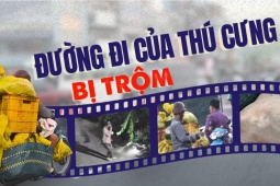 VIDEO ĐIỀU TRA – Bài 2: ‘Thị trường ngầm’ mèo cảnh bị trộm giữa lòng TP.HCM