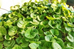 10 tác dụng thần kỳ của "thảo dược trường thọ" mọc trong vườn nhà