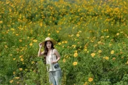 Du lịch - Sân bay cũ Cam Ly điểm đến tuyệt vời ngắm mùa dã quỳ Đà Lạt