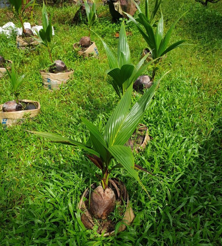 Về miền Tây miệt vườn, cây dừa đã trở thành hình ảnh thân thuộc. Quả dừa là thức uống giải nhiệt ngon và bổ dưỡng. 
