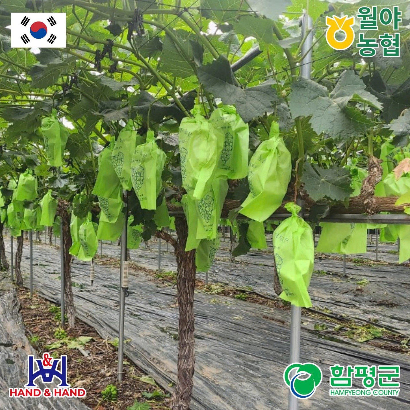 Nho mẫu đơn Hampyeong – Hương vị ngọt thanh từ vùng biển và gió Hàn Quốc - 1