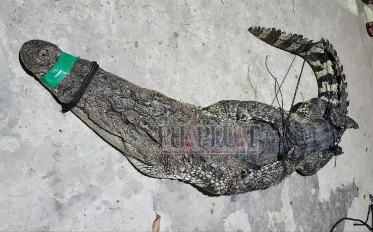 Tây Ninh: Người dân kéo được cá sấu 37kg trên sông - 2