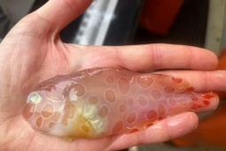 Tin tức sức khỏe - 3 loại cá đang ‘làm mưa làm gió’ vì công dụng bổ xương khớp cực bất ngờ!