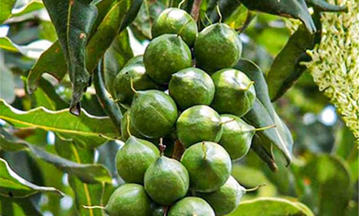 Với hương vị béo ngậy đặc trưng, hạt mắc ca là một trong những món ăn phổ biến và thời thượng ở nhiều nước từ châu Á tới châu Mỹ.