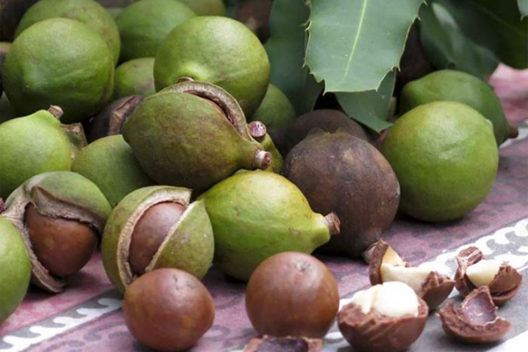 Hạt mắc ca là một trong những loại hạt đắt nhất thế giới, có nguồn gốc ở vùng đông bắc Australia và mất 7 đến 10 năm để cây bắt đầu tạo ra hạt. Các loại hạt có thể được thu hoạch một vài lần trong năm.