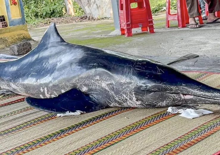 Con cá heo được đưa về lăng Ông ở thôn Nước Ngọt. Ảnh: AB