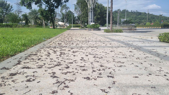 Hàng nghìn con giun trồi lên mặt đất, bò vào vỉa hè chết la liệt