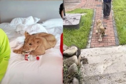 Chi 2 triệu/đêm để… thuê sư tử đánh thức tận giường