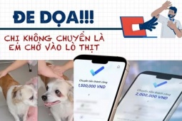 Thâm nhập đường dây 'mèo tặc' - Bài 4: Thủ đoạn lừa đảo chuộc chó, mèo