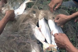 Thị trường - Tiêu dùng - Việt Nam có loài cá nghe tên như "loài hoa", thịt thơm da trắng, người nuôi rung đùi đếm tiền