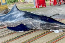 Tin tức trong ngày - Cá heo dài 2 m còn sống dạt vào bờ biển Khánh Hòa