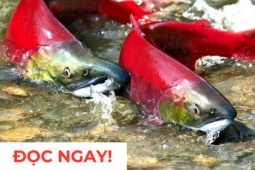 Tin tức sức khỏe - &quot;Nhân sâm dưới nước&quot; siêu đắt đỏ, nhiều người săn lùng vì công dụng dưỡng phổi “đỉnh nóc kịch trần”!