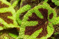 Tin tức sức khỏe - Thứ lá quen thuộc bất ngờ được săn lùng để giảm đau xương khớp