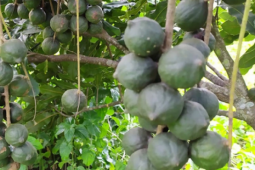 Thị trường - Tiêu dùng - Loại hạt “giá trên trời” khiến thế giới săn lùng, Việt Nam lại có sẵn