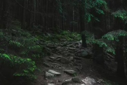 Người đàn ông phát hiện thứ đáng sợ trong rừng khiến dân mạng xôn xao