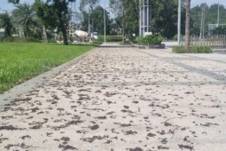 Tin tức trong ngày - Quảng Ngãi: Hiện tượng kỳ lạ khi hàng ngàn con giun trồi lên mặt đất