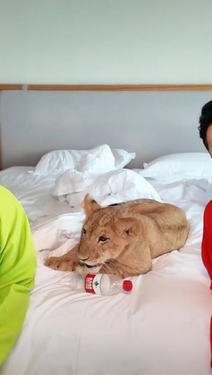 Chi 2 triệu/đêm để… thuê sư tử đánh thức tận giường - 2