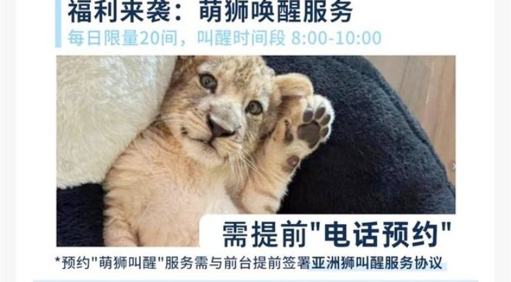Chi 2 triệu/đêm để… thuê sư tử đánh thức tận giường - 1