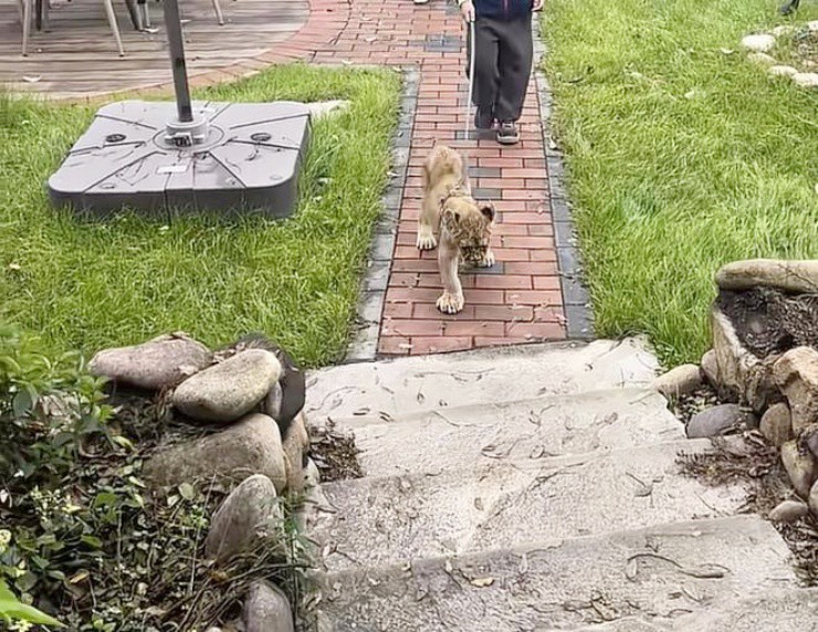 Chi 2 triệu/đêm để… thuê sư tử đánh thức tận giường - 3