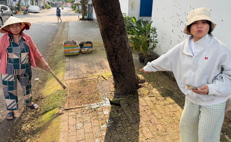 Ngày 15/11, ghi nhận của phóng viên báo Tiền Phong, trên đường, cây xanh và nhà dân trong khu dân cư Phú Hòa (phường Phú Lợi, TPHCM) xuất hiện rất nhiều sâu.