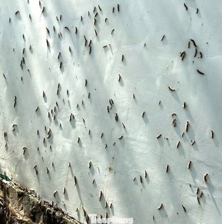 Rợn người trước cảnh sâu ‘lạ’ bầy đàn tràn vào nhà dân ở TPHCM - 1