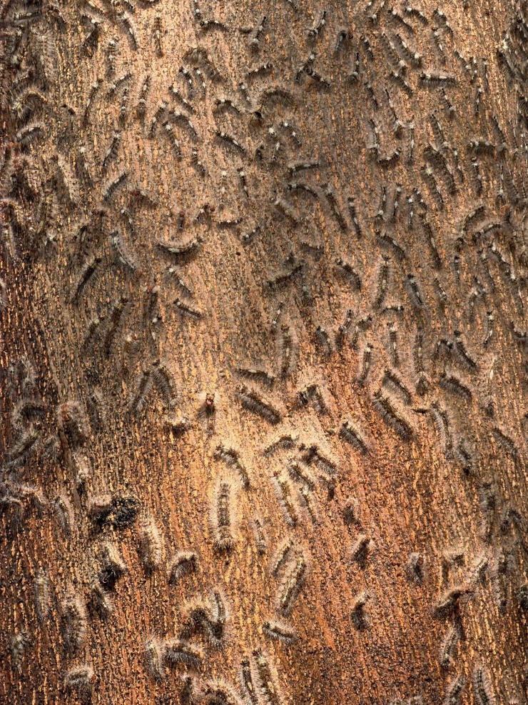 Rợn người trước cảnh sâu ‘lạ’ bầy đàn tràn vào nhà dân ở TPHCM - 6