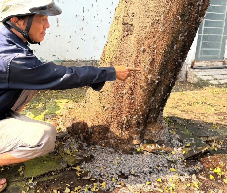 Một số hộ dân trong khu vực phải đóng cửa kín suốt ngày nhưng sâu vẫn theo những khe hở bò vào nhà.