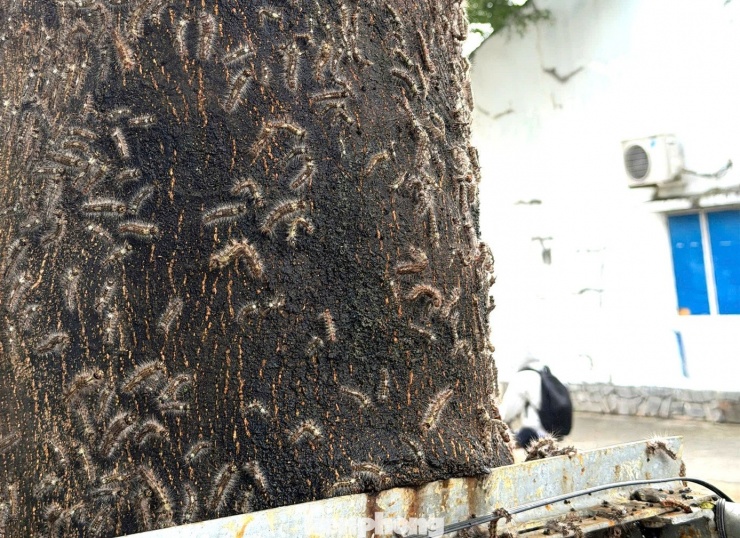 Có người dân dùng thuốc diệt ruồi, muỗi để diệt trừ loại sâu này nhưng không hiệu quả.