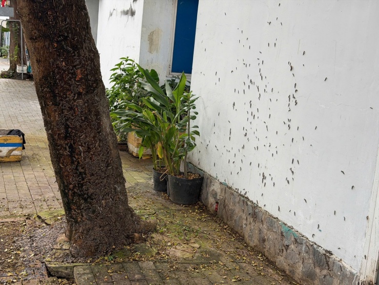 Liên quan đến vụ việc, đại diện UBND phường Phú Lợi cho biết đã nắm thông tin. Cơ quan chuyên môn đang tiến hành các biện pháp để loại bỏ sâu.