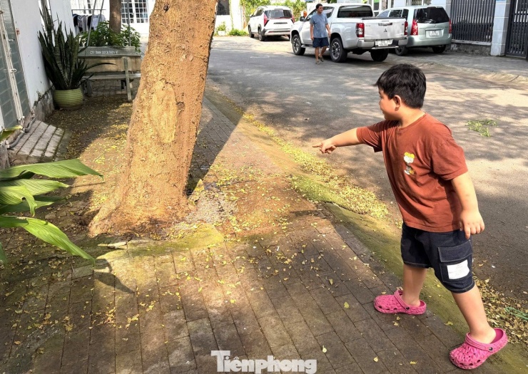 Một số trẻ em bị nổi rộp đỏ, ngứa nghi do tiếp xúc với lông sâu.