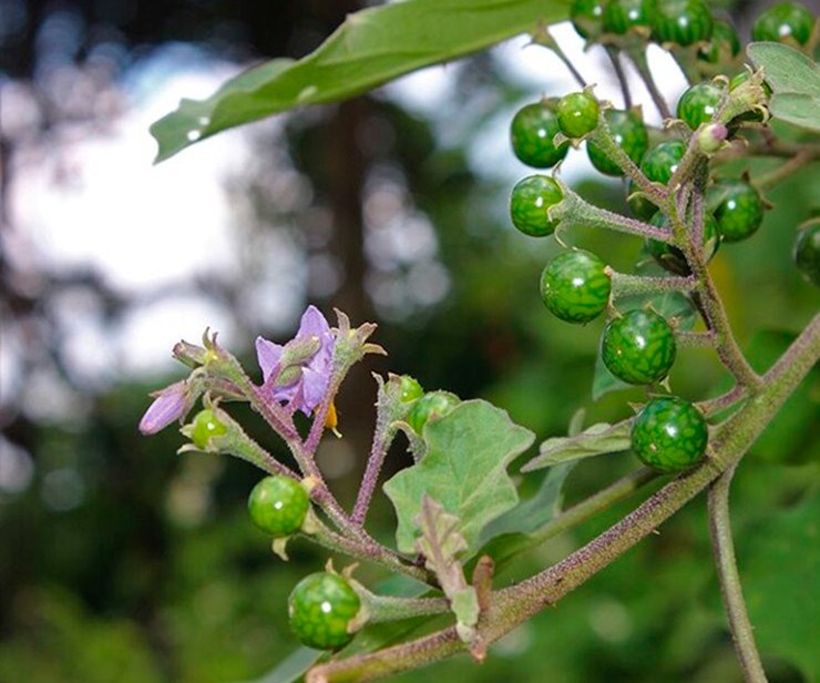 Cà đắng là loại quả đặc sản của vùng đất Tây Nguyên. Quả này có vị đắng gắt lúc đầu nhưng càng ăn càng mê. 
