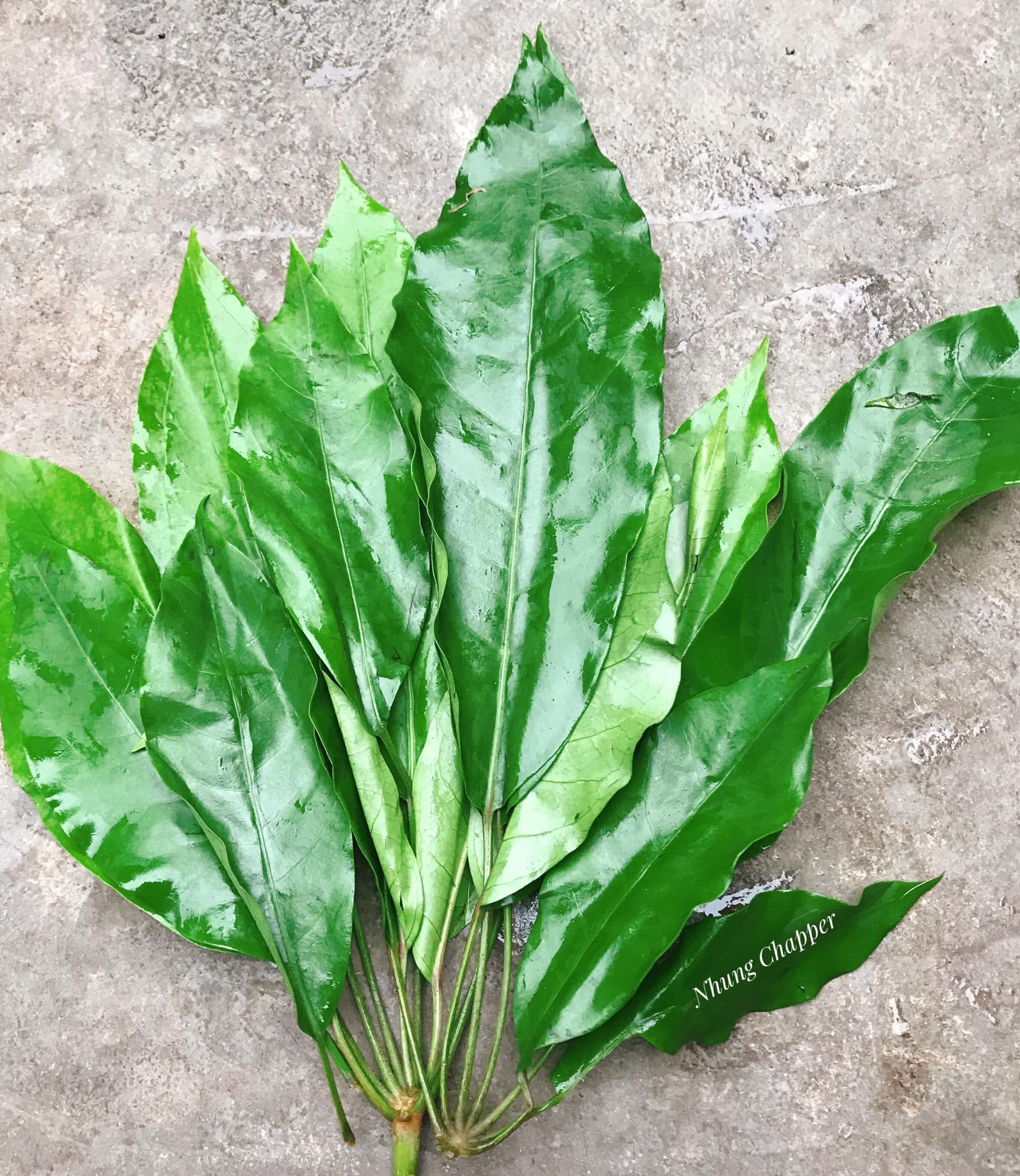 Lá đắng thon dài. Ảnh: Trương Hồng Nhung/Thêm Lý