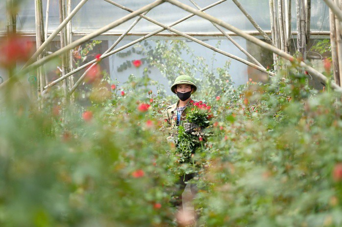 Hoa hồng cắt cành tại Đà Lạt. Ảnh: LÊ GIANG