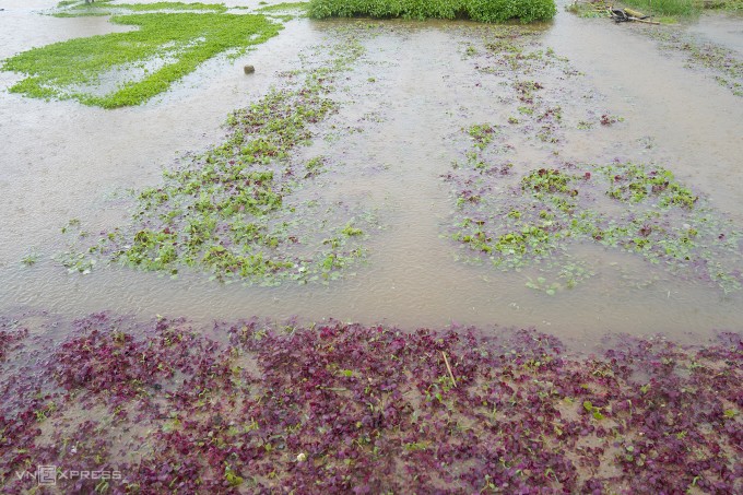 Cánh đồng rau ở La Hường, TP Đà Nẵng, ngập nước. Ảnh: Nguyễn Đông.